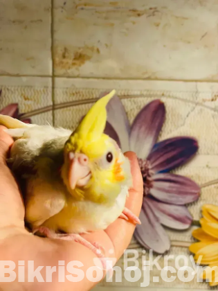 Lutino Cockatiel Baby